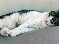 Mes chats - Nénette