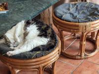 Mes chats - Nénette