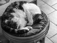 Mes chats - Nénette