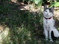 Adorable petite chatte