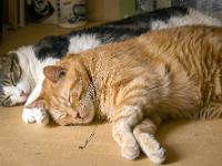 Mes chats - Nénette et le Rouquin