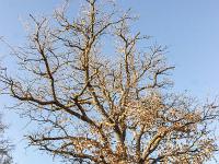 Sue le plateau du Collet - Sisteron  Chêne blanc veillant sur le sentier