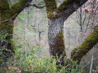 Sue le plateau du Collet - Sisteron  Dans les bois à l'ubac du Collet