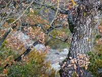 Sue le plateau du Collet - Sisteron  Dans les bois à l'ubac du Collet