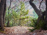 Sue le plateau du Collet - Sisteron  Arrivée sur la crête du Collet par l'ubac