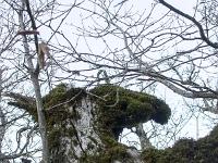 Sue le plateau du Collet - Sisteron  Dans les bois du Collet, j'ai rencontré un kangourou ! ...