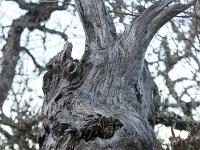 Sue le plateau du Collet - Sisteron  Je sens qu'on m'observe ! ...