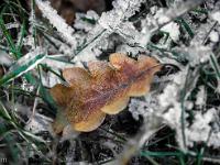 Sue le plateau du Collet - Sisteron  Sol gelé à l'ubac du Collet à Champ Brancou