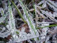 Sue le plateau du Collet - Sisteron  Sol gelé à l'ubac du Collet à Champ Brancou