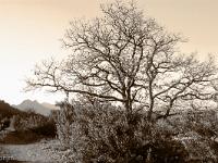 Sue le plateau du Collet - Sisteron  Sur le sentier ...