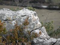 Sue le plateau du Collet - Sisteron  Chuuuut ! ... Roche assoupie ! ...