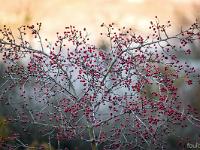 Sue le plateau du Collet - Sisteron  Nourriture pour les oiseaux