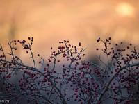 Sue le plateau du Collet - Sisteron  En fin de journée ! ...