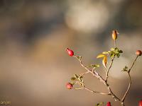 Sue le plateau du Collet - Sisteron  Gratte cul (Cynorrhodon)
