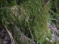 Sue le plateau du Collet - Sisteron  Mousses sur des buis dans les bois du Collet