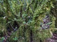 Sue le plateau du Collet - Sisteron  Mousses sur des buis dans les bois du Collet