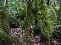 Sue le plateau du Collet - Sisteron  Mousses sur des buis dans les bois du Collet