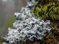 Sue le plateau du Collet - Sisteron  Sur des chênes blanc dans les bois du Collet