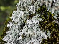 Sue le plateau du Collet - SisteronSue le plateau du Collet - Sisteron  Sur des chênes blanc dans les bois du Collet