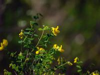 Printemps 2020  Faux Baguedaudier 1/2