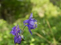 Printemps 2020  Ancolie des Alpes 1/2