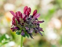 Printemps 2020  Anthyllide de Bosc 2/2