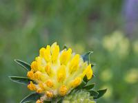 Printemps 2020  Anthyllide vulnéraire