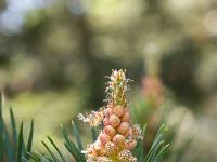 Printemps 2020  Bourgeon de résineux