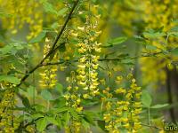 Printemps 2020  Cytise aubour