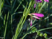 Printemps 2020  Glaïeul des moisson 1/2