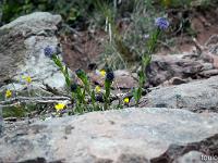 Printemps 2020  Globulaire des rochers