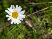 Printemps 2020  Grande marguerite