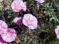 Printemps 2020  Liseron ds Monts Cantabres