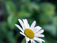 Printemps 2020  Marguerite 2/2