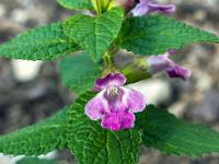 Printemps 2020  Non identifiée