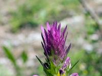 Printemps 2020  Mélampyre des champs 2/2