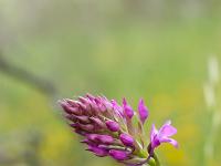 Printemps 2020  Orchis