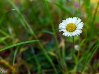 Printemps 2020  Paquerette