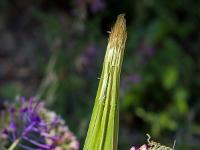 Printemps 2020  Sainfoin cultivé 2/2