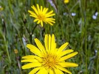 Printemps 2020  Salsifis des près