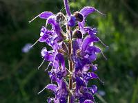 Printemps 2020  Sauge des près 1/3