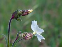 Printemps 2020  Silène d'Italie 2/2