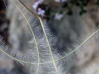 Printemps 2020  Stipe à tige laineuse (cheveux d'ange) 2/3