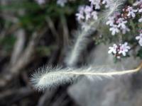 Printemps 2020  Stipe à tige laineuse (cheveux d'ange) 3/3
