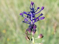 Printemps 2020  Muscari à toupet 1/2