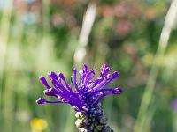 Printemps 2020  Muscari à toupet 2/2