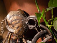 Confinement - Covid 19  Elephant