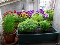 Confinement - Covid 19  Mon petit coin de nature est terminé 1/2