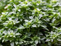 Confinement - Covid 19  Basilic à petites feuilles pour les pestos de cet été. Le plus aromatique et mon préféré