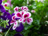 Confinement - Covid 19  Pélargonium à petites fleurs